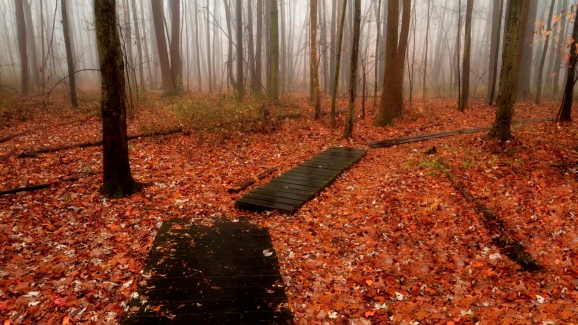 5 Mile Woods. By Josh Friedman