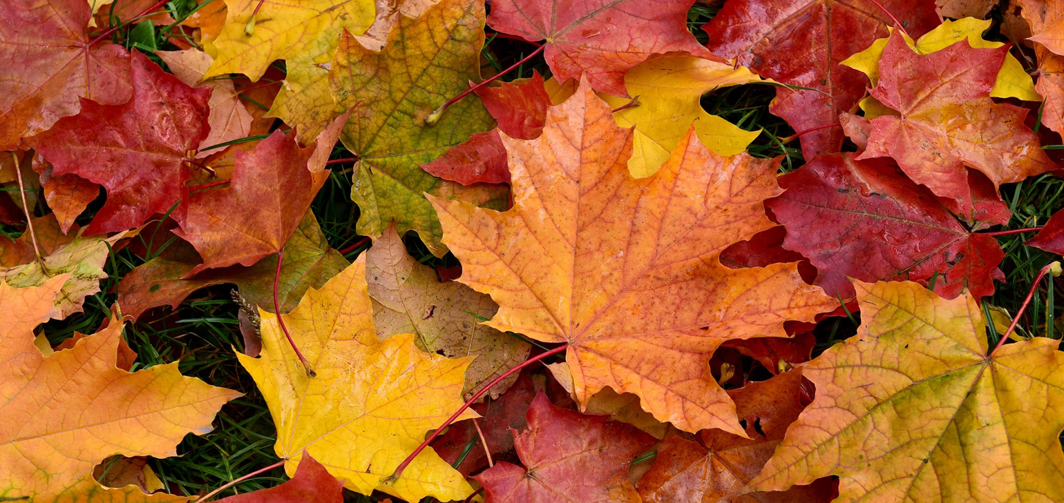 Fall Leaves