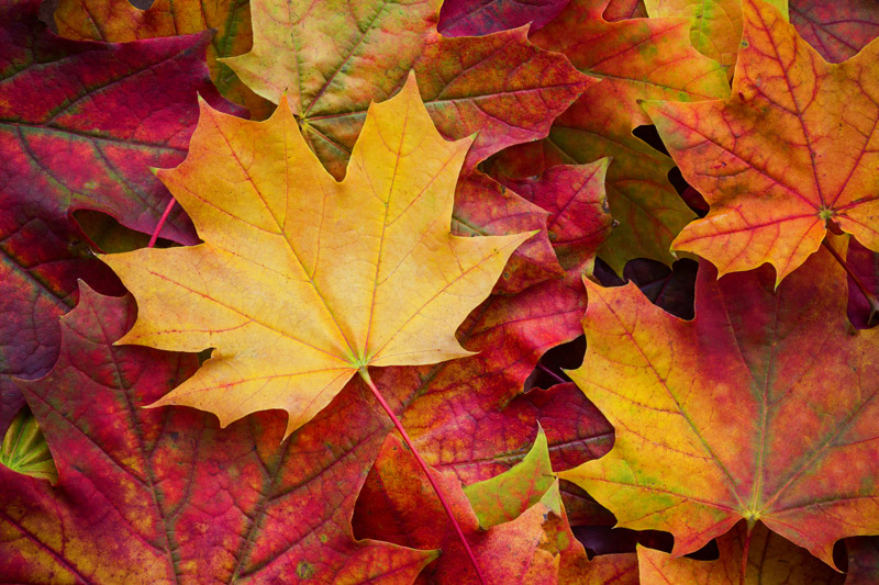 Leaves