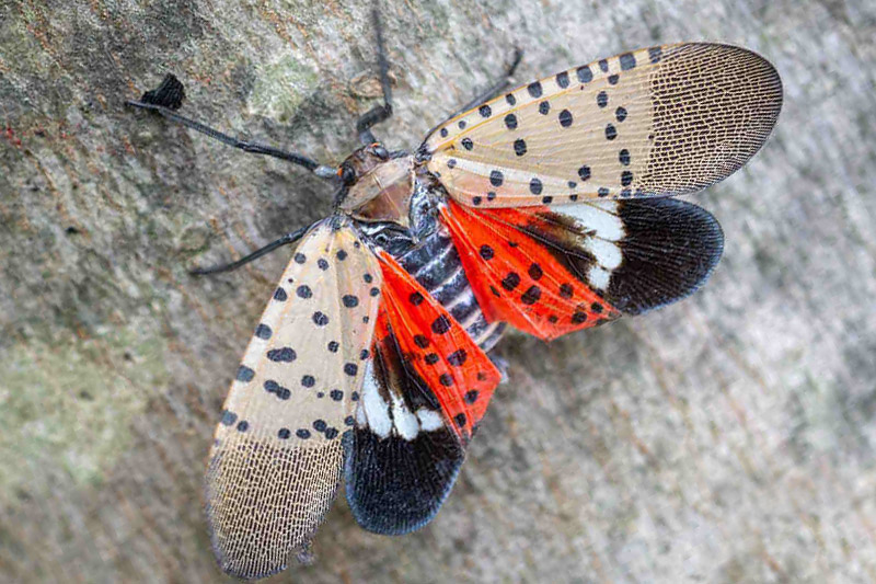 Spotted Lantern Fly