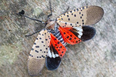 Spotted Lantern Fly