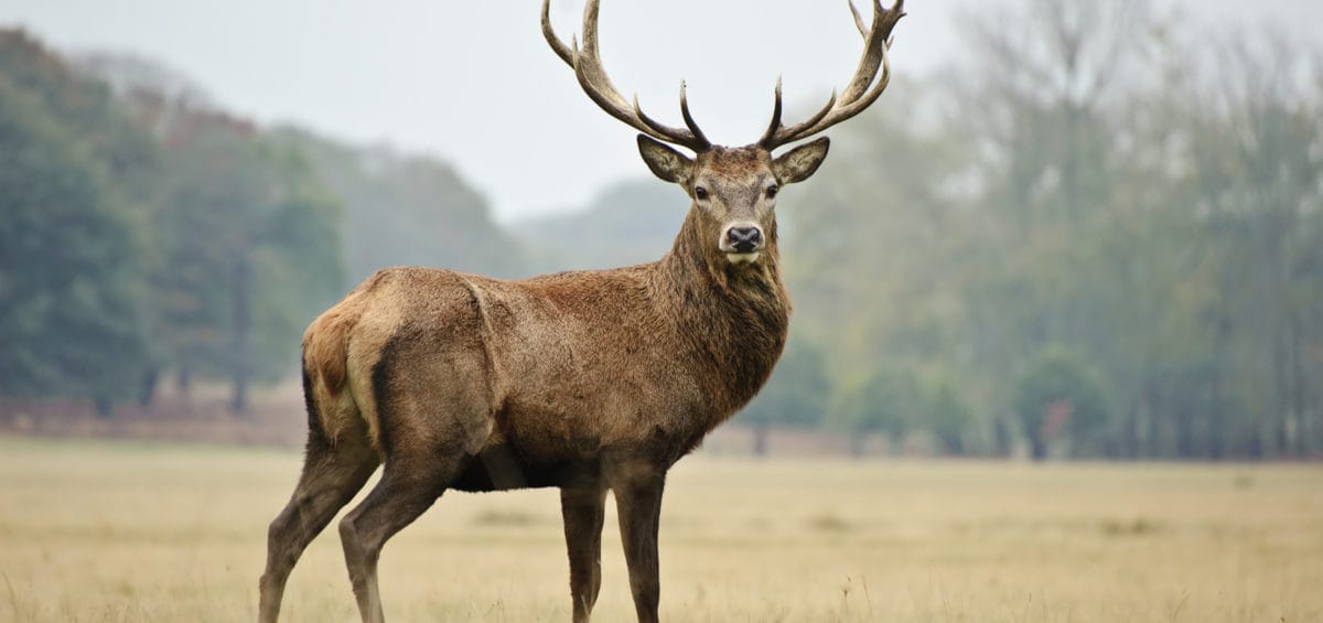 Deer