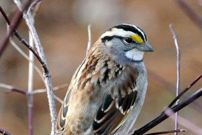 Lower Makefield Township Recognized as a Bird Town Pennsylvania Municipality