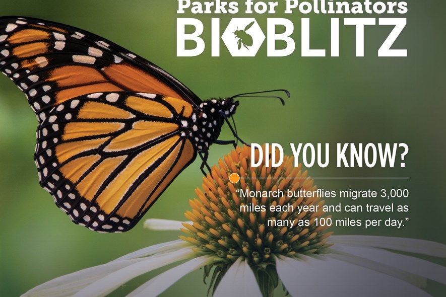 Parks for Pollinators BioBlitz 2025