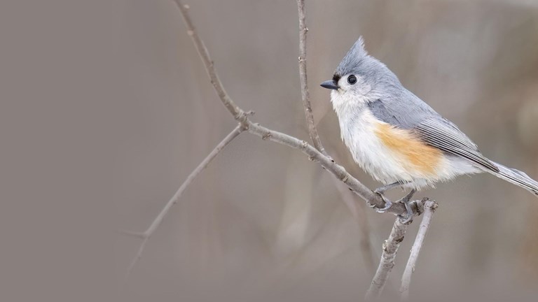 Bird of the Month - February 2026