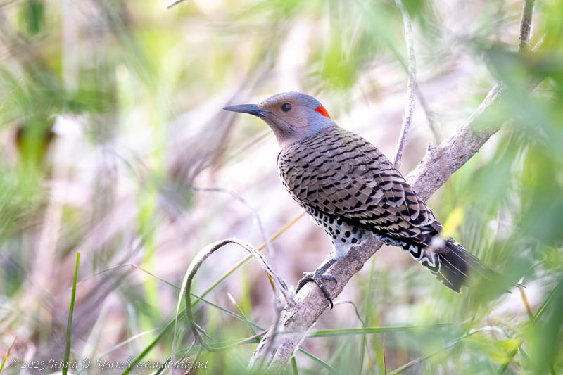 Bird of the Month - March 2026 - The Northern Flicker