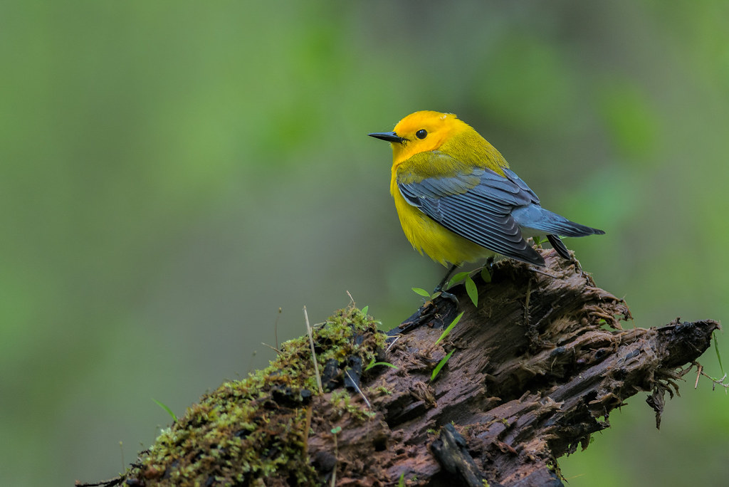 Bird of the Month