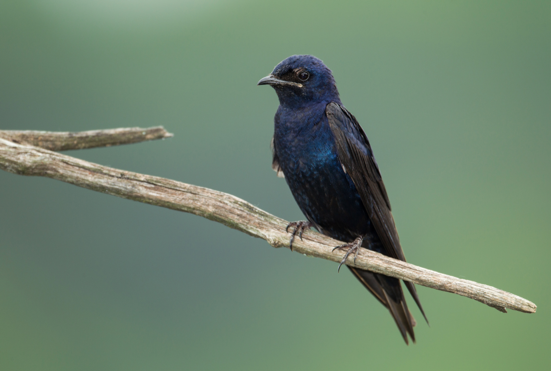 Bird of the Month