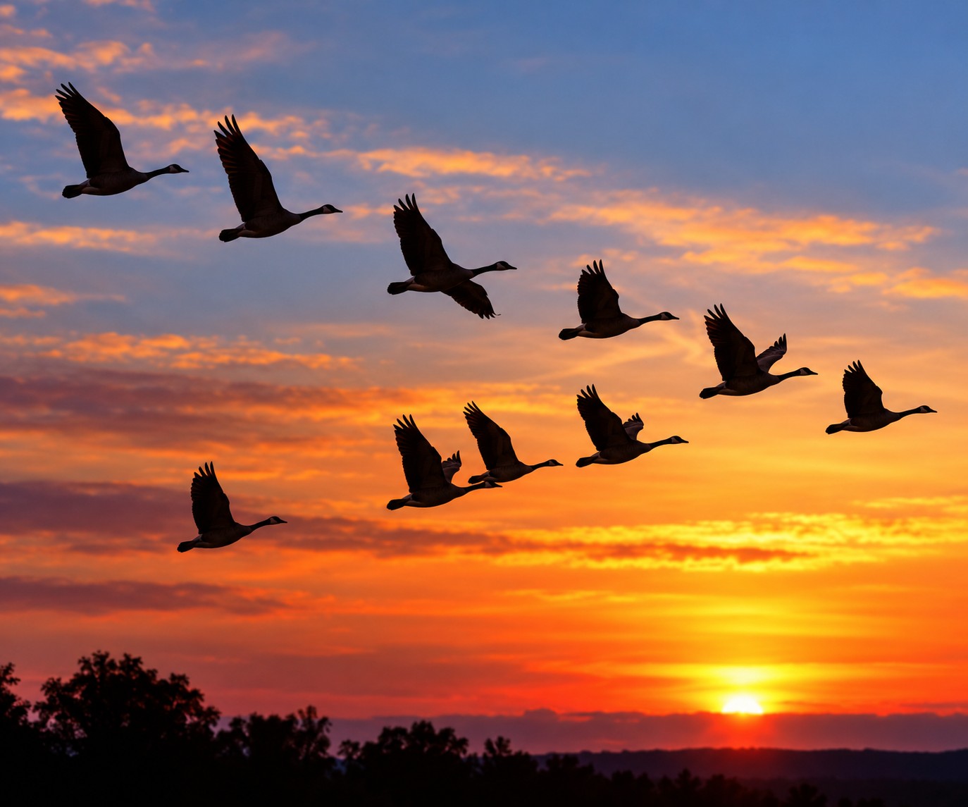 Bird of the Month